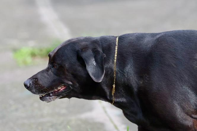 Perro con cadena de oro localizado durante allanamientos del OIJ en Hatillo